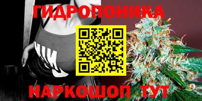 дмт Аргун